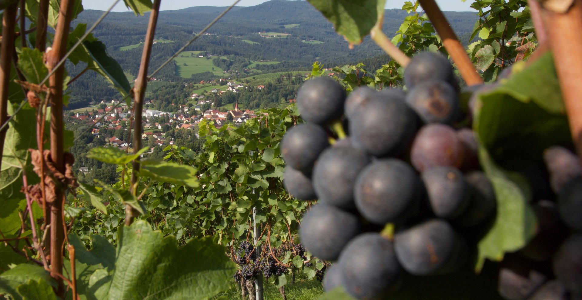 Zweigelttrauben und Blick auf Ligist | © Rainer Maria Fürstaller